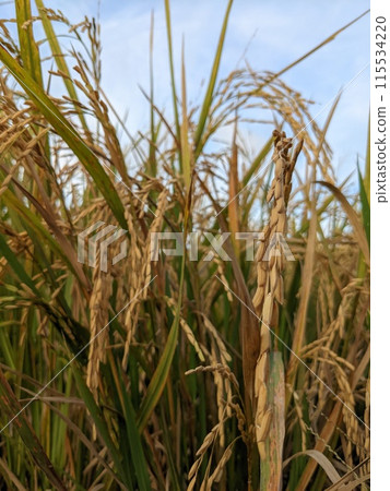 rice field in the early morning 115534220