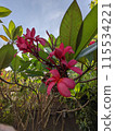 frangipani flower 115534221