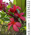 beautiful pink lily flower in garden 115534222