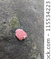 small egg snail on stone 115534223