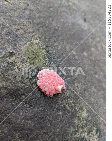 small egg snail on stone 115534223