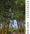 Yellow bamboo 115534224
