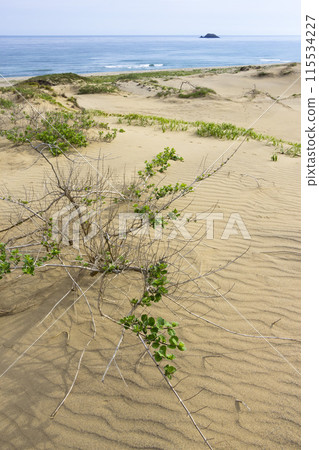 Tottori Sand Dunes and Sand Dune Plants in Spring Tottori Prefecture Tottori Sand Dunes 115534227