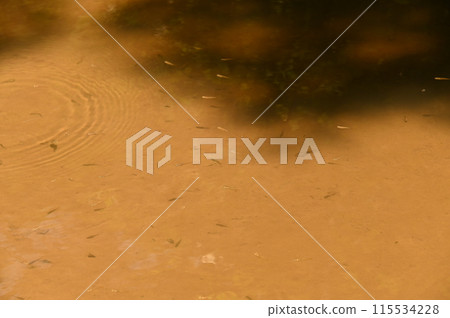 Killifish swimming 115534228
