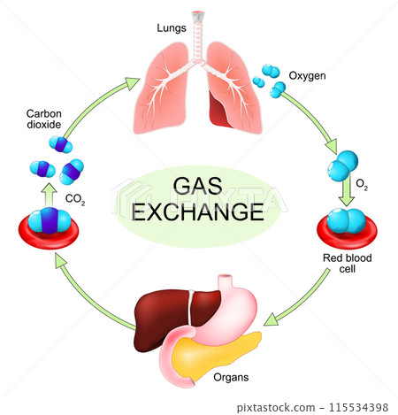 Gas exchange process. Breathing, inhalation and exhalation 115534398