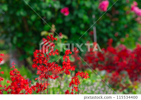 Heuchera blooming in a flowerbed Heuchera blooming in a flowerbed 115534400