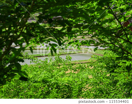 Rice fields and fresh greenery in early summer in the Japanese countryside 115534401