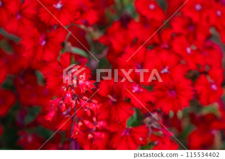 Red flower	 115534402
