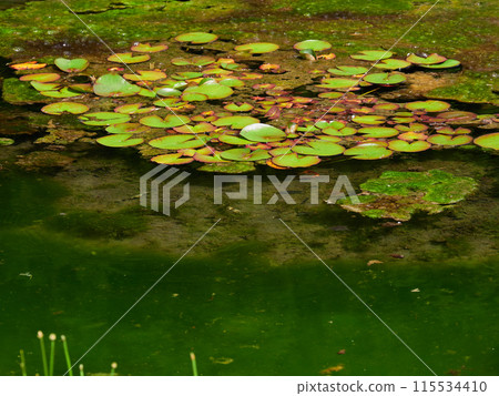 初夏公園池塘睡眠蓮花景觀 初夏公園池塘睡眠蓮花景觀 115534410