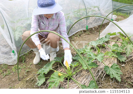 A silver-haired woman opens an insect net and looks at zucchini A silver-haired woman opens an insect net and looks at zucchini 115534513