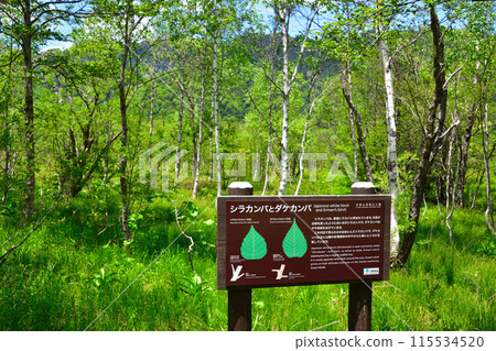 White birch, Erman's birch White birch, Erman's birch 115534520