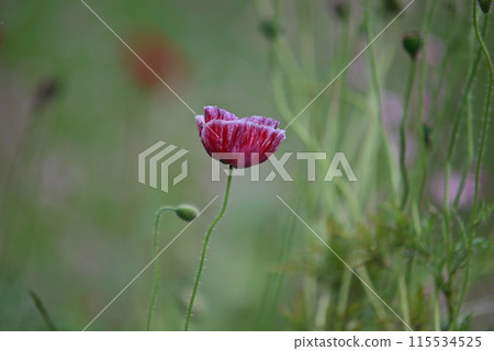 Red Poppy Flower 115534525