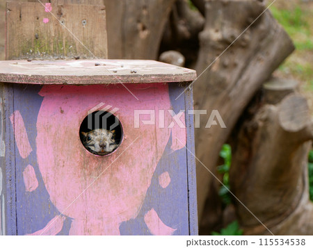 Squirrel peeking out from the house 115534538