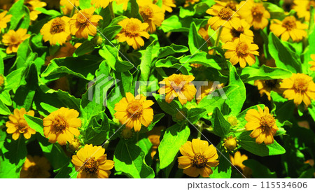 Scenery of Melampodium flowers in full bloom 115534606