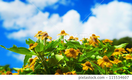 Scenery of Melampodium flowers in full bloom Scenery of Melampodium flowers in full bloom 115534607