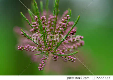 Close-up of pink flowers Close-up of pink flowers 115534653