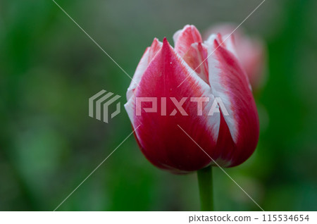 Close-up of a tulip Close-up of a tulip 115534654