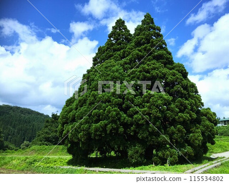 Totoro's Tree ~Kosugi's Large Cedar~ 115534802