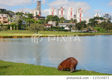 Capybara eating grass by the lagoon on a sunny day 115534871