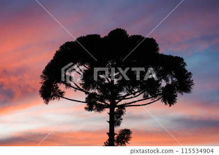 silhouette of Araucaria tree against dramatic sunset sky 115534904