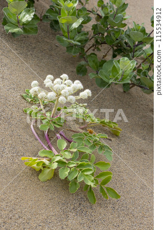 Spring in the Tottori Sand Dunes and Sand Dune Plants Tottori Prefecture Tottori Sand Dunes Glehnia Spring in the Tottori Sand Dunes and Sand Dune Plants Tottori Prefecture Tottori Sand Dunes Glehnia 115534912