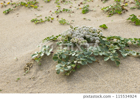鳥取沙丘和春天的沙丘植物 鳥取縣 鳥取沙丘 Hamaboufuu 115534924