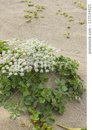 Spring in the Tottori Sand Dunes and Sand Dune Plants Tottori Prefecture Tottori Sand Dunes Glehnia 115534925
