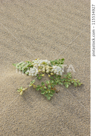 Spring in the Tottori Sand Dunes and Sand Dune Plants Tottori Prefecture Tottori Sand Dunes Glehnia 115534927