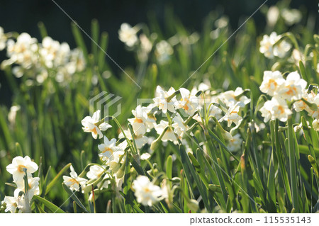 白水仙（神奈川縣三浦市城島冬季/早春） 115535143