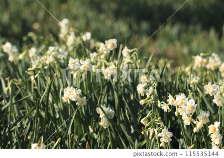 白水仙(神奈川縣三浦市城島冬季/早春) 白水仙(神奈川縣三浦市城島冬季/早春) 115535144