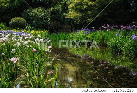 大阪城北鳶尾花園的鳶尾花 大阪城北鳶尾花園的鳶尾花 115535226