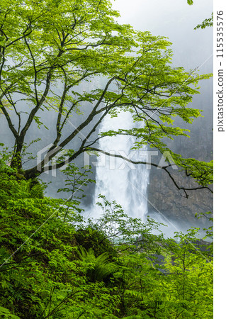 [Niigata Prefecture_Myoko City_Naena Falls] Naena Falls where you can enjoy the beauty of the valley throughout the four seasons 115535576