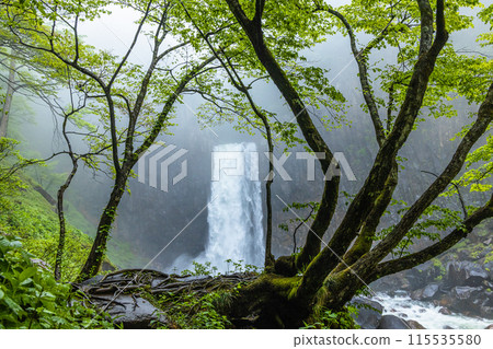 [Niigata Prefecture_Myoko City_Naena Falls] Naena Falls where you can enjoy the beauty of the valley throughout the four seasons 115535580