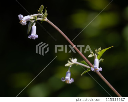 Kusabotan blooming in a Japanese forest in summer 115535687