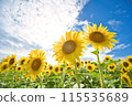 Sunflower blooming towards the sun 115535689