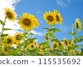 Sunflowers blooming in a sunflower field 115535692