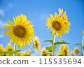 Sunflower in the blue sky 115535694