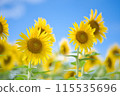 Speaking of summer flowers, yellow sunflower 115535696