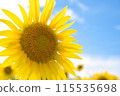 Sunflowers blooming towards the blue sky 115535698