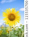 Sunflowers blooming towards the blue sky 115535700