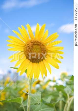 Sunflowers blooming towards the blue sky 115535700