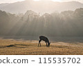 Deer walking in the morning mist 115535702