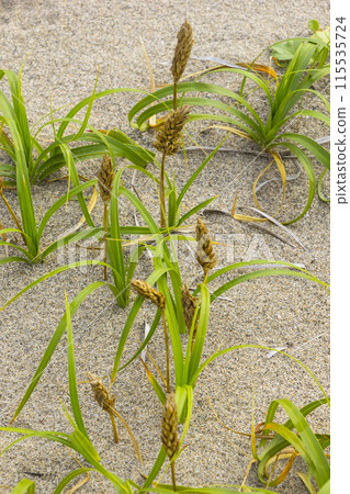 鳥取沙丘和春天的沙丘植物 鳥取縣 鳥取沙丘 Kouboumugi 115535724