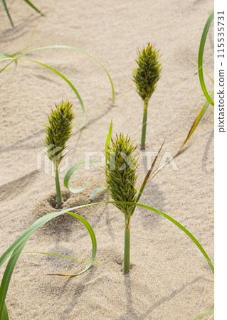 鳥取沙丘和春天的沙丘植物 鳥取縣 鳥取沙丘 Kouboumugi 115535731
