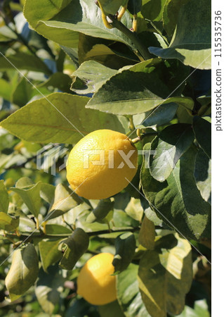 Setonai lemon Setonai lemon 115535736