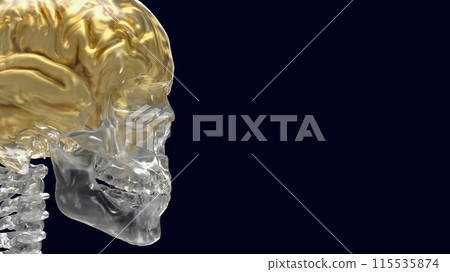 The crystal skeleton and gold brain for education or health concept 3d rendering. The crystal skeleton and gold brain for education or health concept 3d rendering. 115535874
