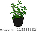 Illustration of peppermint seedlings planted in a pot (with outline) Illustration of peppermint seedlings planted in a pot (with outline) 115535882