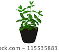 Illustration of peppermint seedlings planted in a pot (without main lines) Illustration of peppermint seedlings planted in a pot (without main lines) 115535883