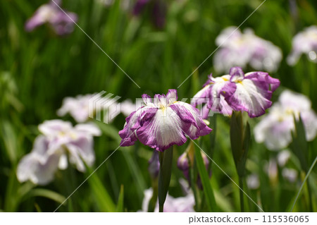 Iris flowers brighten up early summer Iris flowers brighten up early summer 115536065