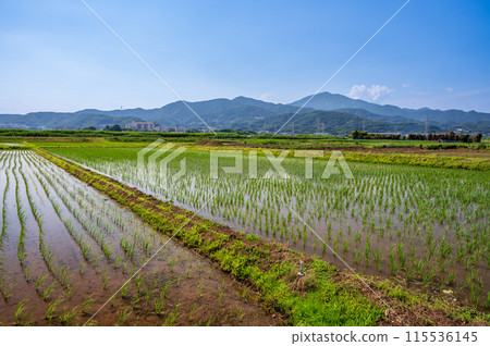 平塚的稻田和富士山的景色 115536145